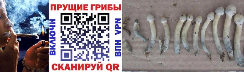 Галлюциногенные грибы мицелий  Купить закладки  Сим 